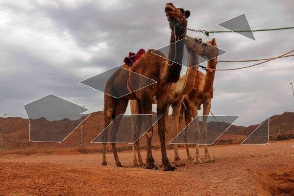 Camel in the Desert 1