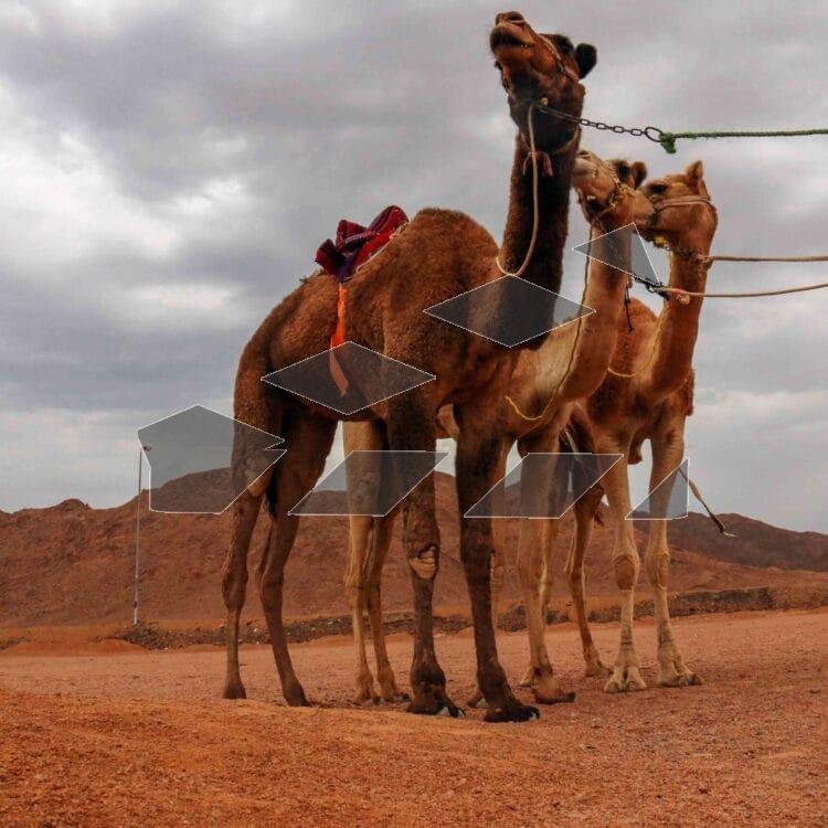 Camel in the Desert 1