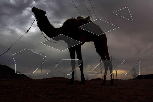 Camel in the Desert 2