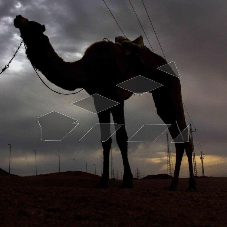 Camel in the Desert 2