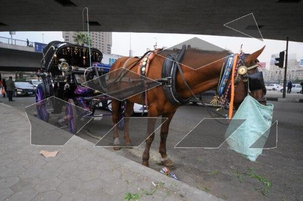 A traditional hantour parked on Qasr El-Nile Street in Cairo, captured in 2015.