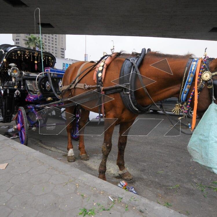 A traditional hantour parked on Qasr El-Nile Street in Cairo, captured in 2015.