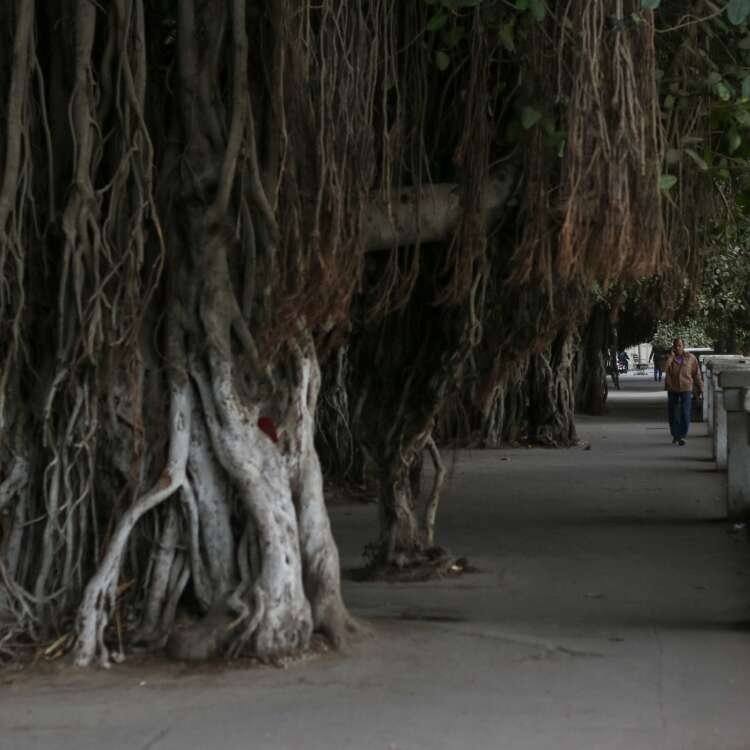 Man Walking Under Large Banyan Trees in Cairo