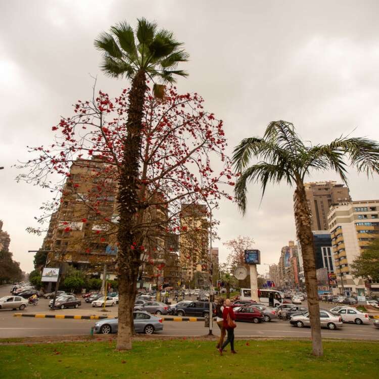 Urban Pond Surrounded by Tall Buildings in Cairo