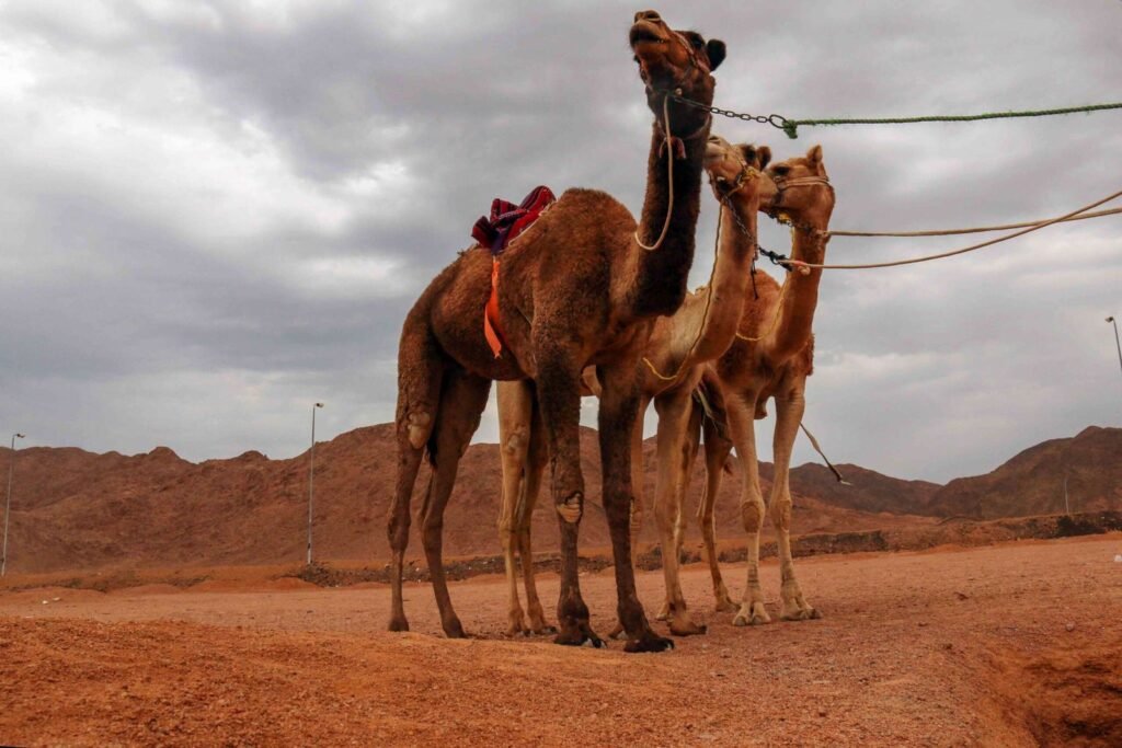 Camels in the Desert – South Sinai, Egypt – Travel Photography 1