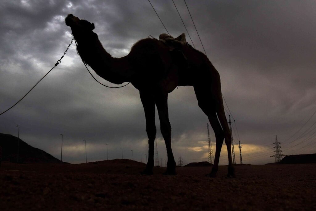 Camels in the Desert – South Sinai, Egypt – Travel Photography 2
