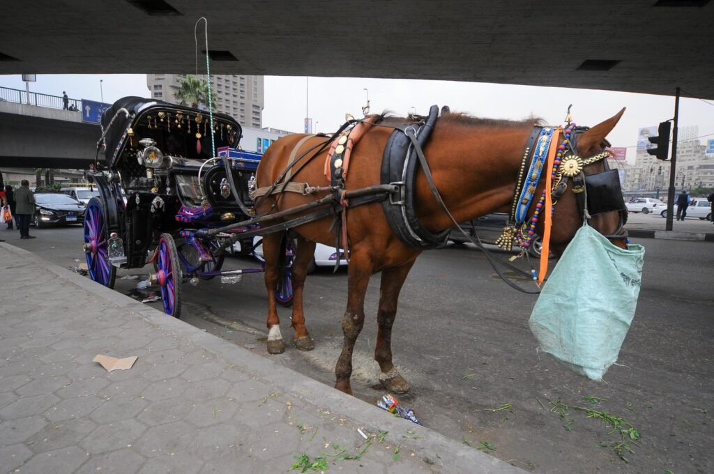 A traditional hantour parked on Qasr El-Nile Street in Cairo, captured in 2015.