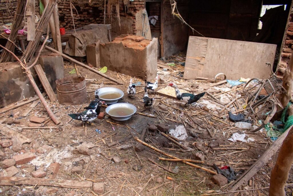 Rustic Village Yard with Ducks 4