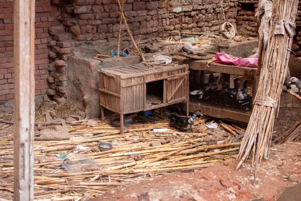 Rustic Village Yard with Ducks 3