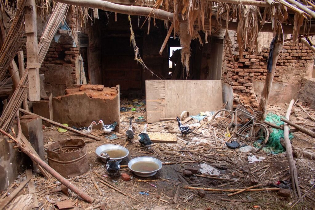 Rustic Village Yard with Ducks 2