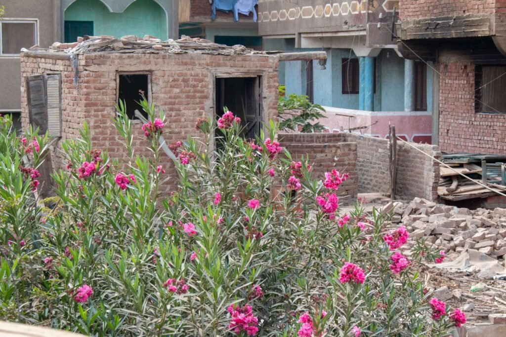 Contrast of Old and New Houses in Egypt
