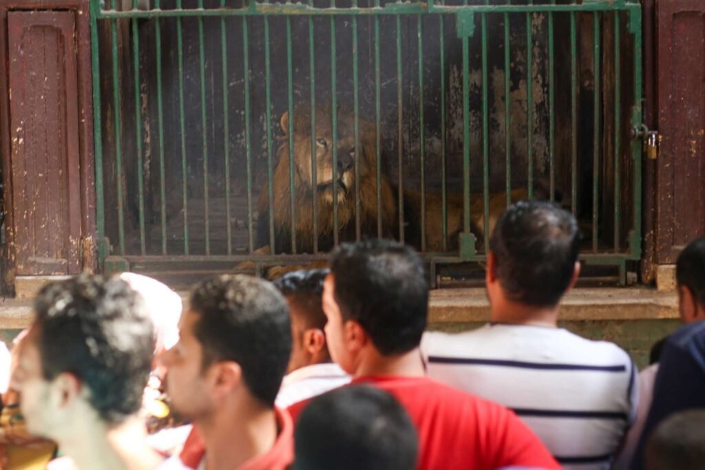 Crowd Watching Lions at Giza Zoo During Eid al-Fitr 2017