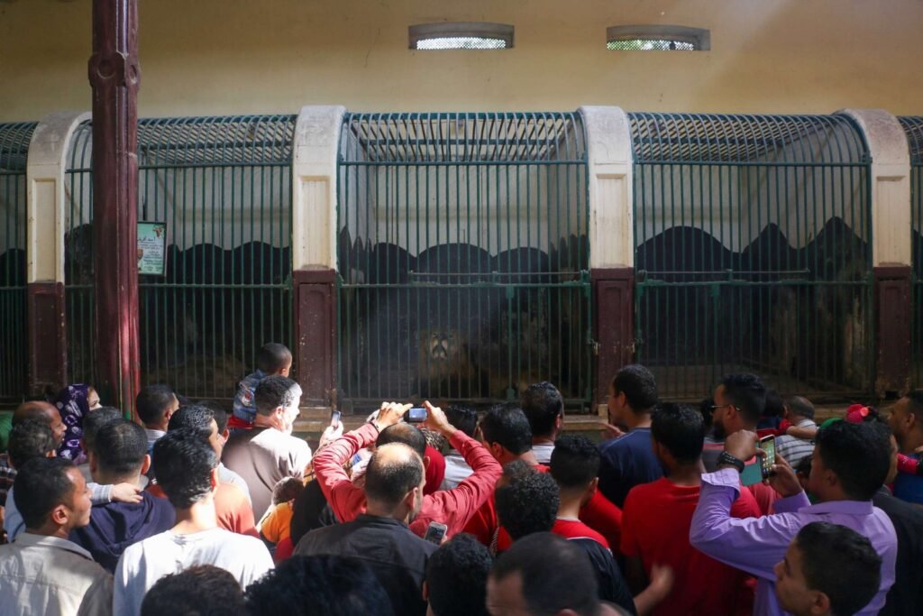 Crowd Watching Lions at Giza Zoo During Eid al-Fitr 2017 2