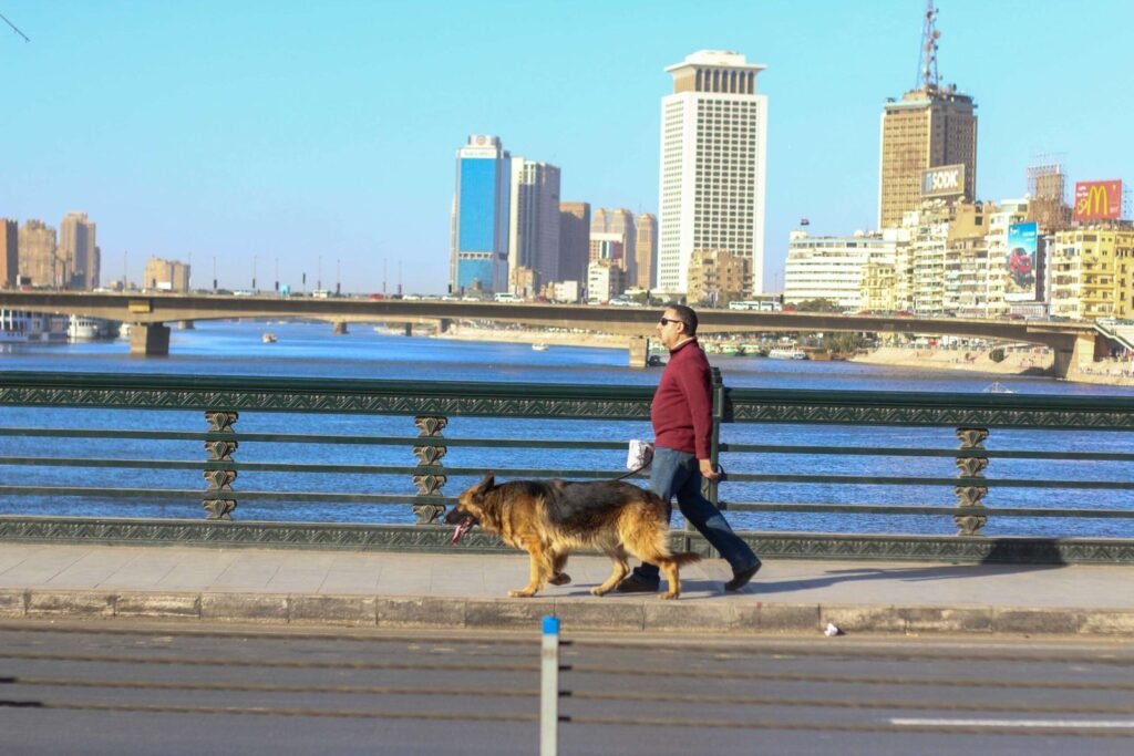 Man Walking His Dog on Kasr el Nil Bridge – Cairo Winter 2017 2