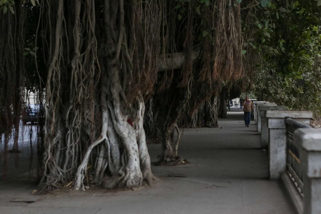 Man Walking Under Large Banyan Trees in Cairo